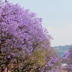 COVID-19: Effect on City of Tshwane’s Operation and Office Hours